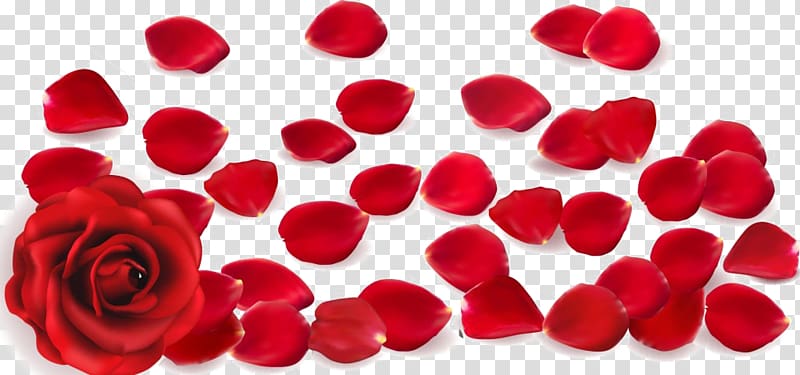 red rose petals, Rose Petal , petal transparent background PNG clipart