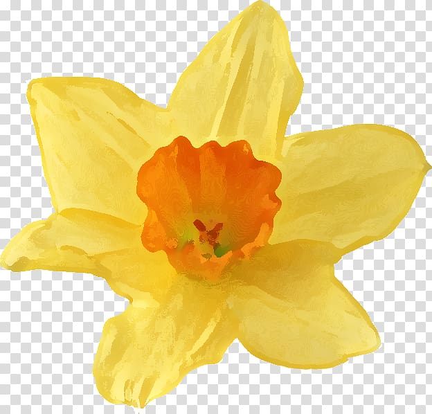 Flower Narcissus jonquilla Narcissus pseudonarcissus , daffodil transparent background PNG clipart