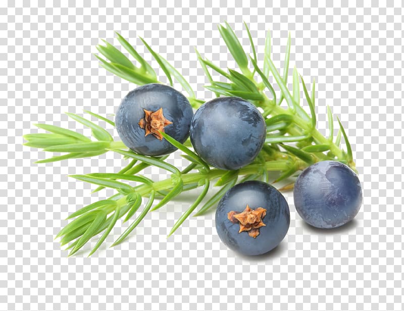 four black fruits, Gin Juniper berry Essential oil Common juniper, blueberries transparent background PNG clipart