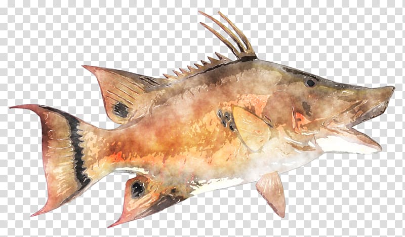Fish products Oily fish Perch Marine biology, Watercolor Fishing transparent background PNG clipart