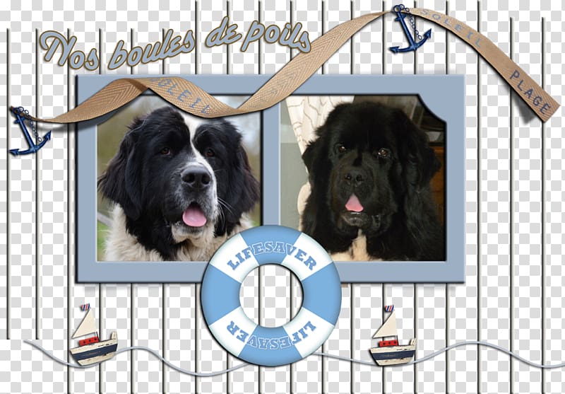 Newfoundland dog Dog breed Puppy Landseer dog Bernese Mountain Dog, puppy transparent background PNG clipart