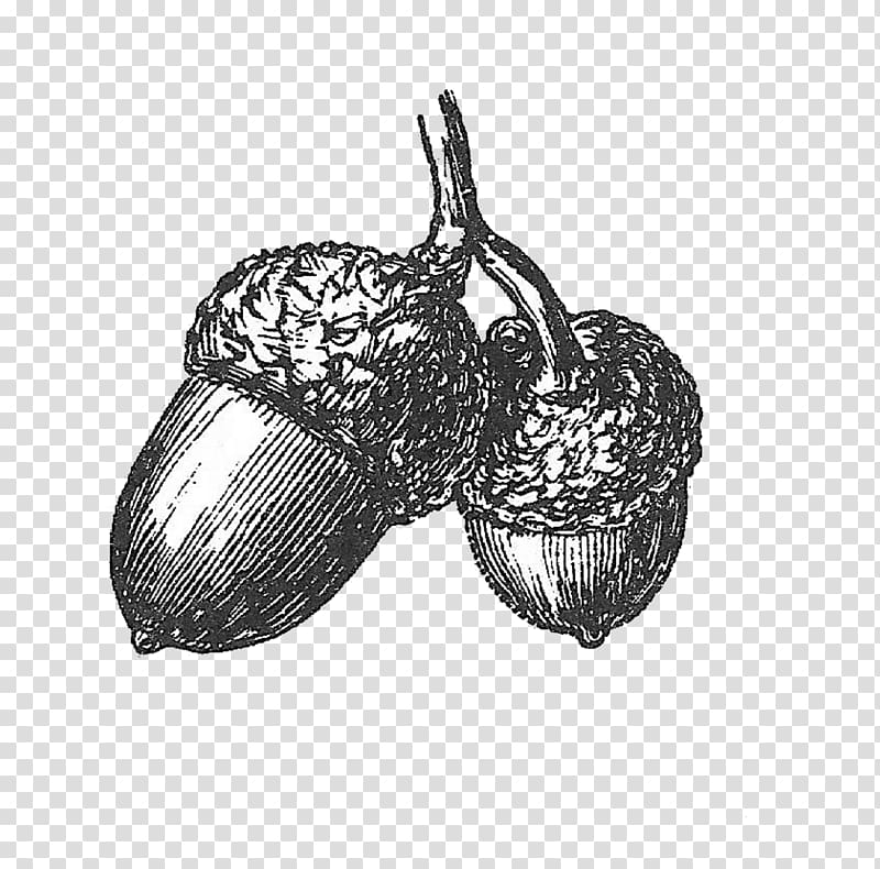 Drawing White oak Acorn , Acorn Drawing transparent background PNG clipart