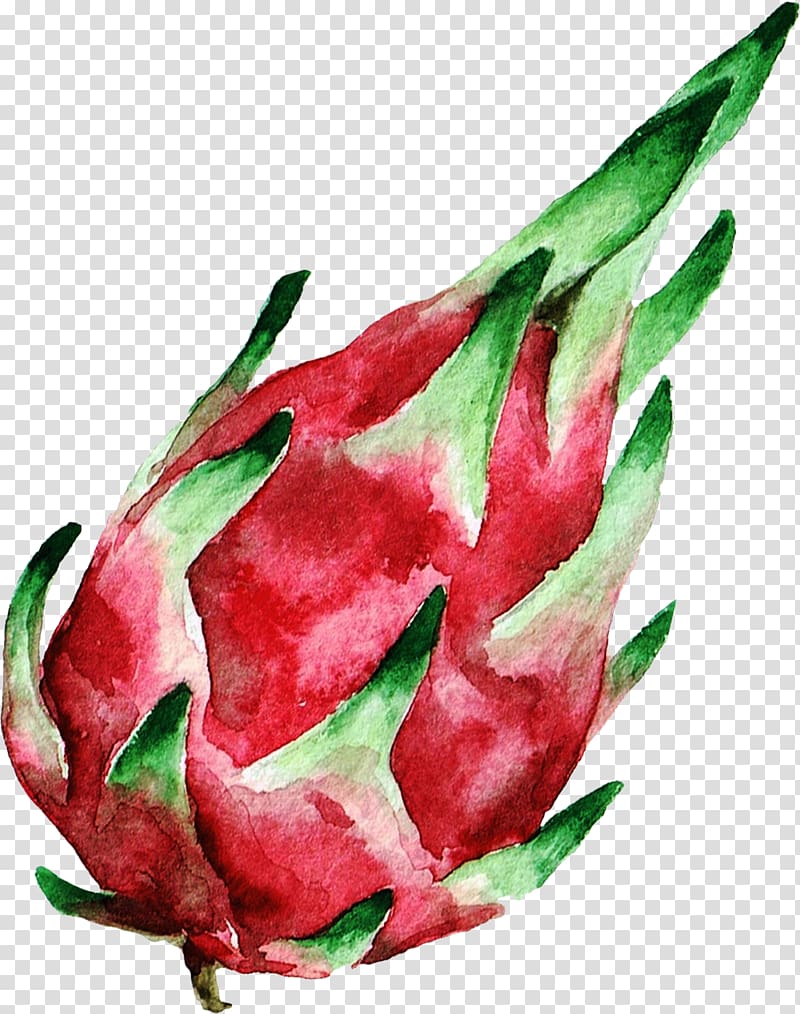 red dragon fruit, Watercolor painting , Decorative dragon fruit transparent background PNG clipart