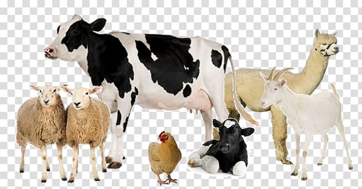 Holstein Friesian cattle Milk Dairy farming Live, milk transparent background PNG clipart