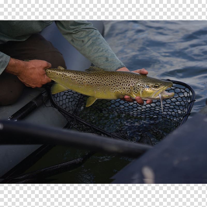 Coastal cutthroat trout 09777 Fishing Salmon, Fishing transparent background PNG clipart