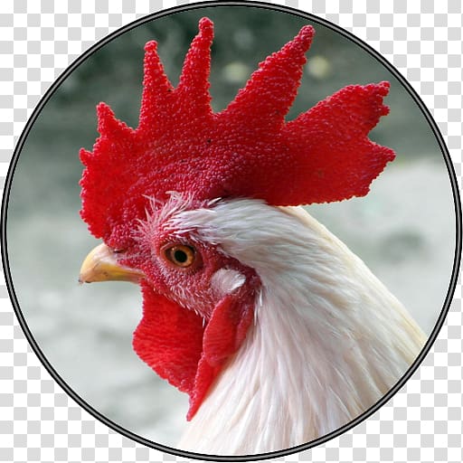 Rooster Chicken Poultry farming Bantam, chicken transparent background PNG clipart