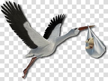 Stork transparent background PNG clipart