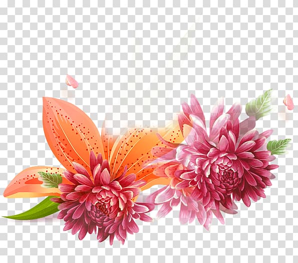 Chrysanthemum Adobe Illustrator , Beautiful flower chrysanthemum transparent background PNG clipart