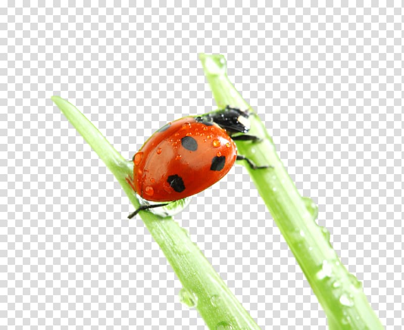 Ladybird beetle Desktop Nature Macro , beetle transparent background PNG clipart