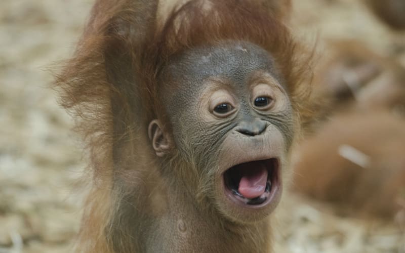 Borneo Bornean orangutan Sumatra Great apes The orangutan, orangutan transparent background PNG clipart