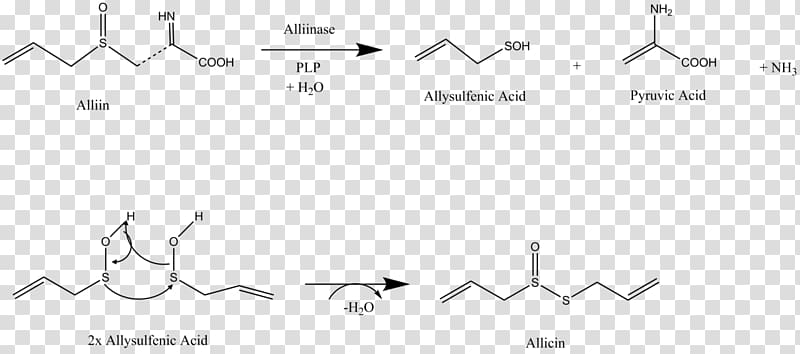 Allicin Diallyl disulfide Alliin Sulfur Allioideae, garlic transparent background PNG clipart
