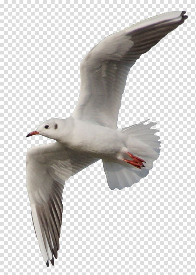European Herring Gull Bird Flight , Gull transparent background PNG clipart