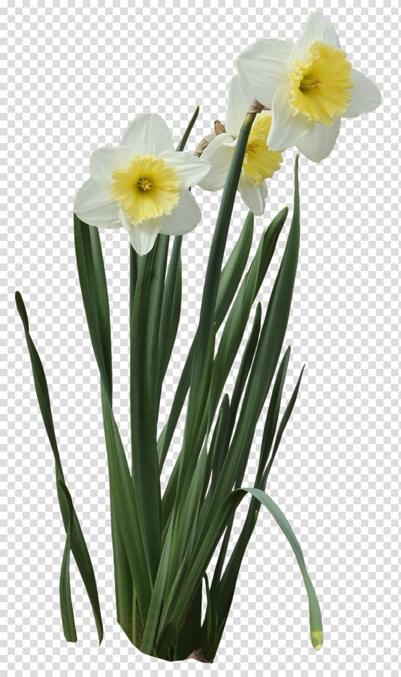 Narcissus pseudonarcissus Narcissus tazetta I Wandered Lonely as a Cloud, Daffodils transparent background PNG clipart