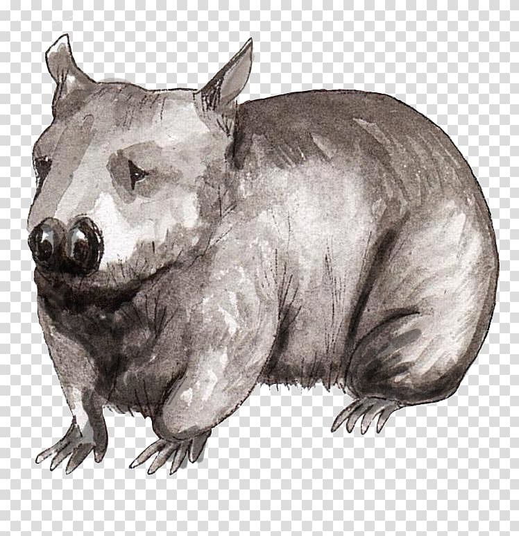 Wombat Wildlife Terrestrial animal Snout, endangered species transparent background PNG clipart