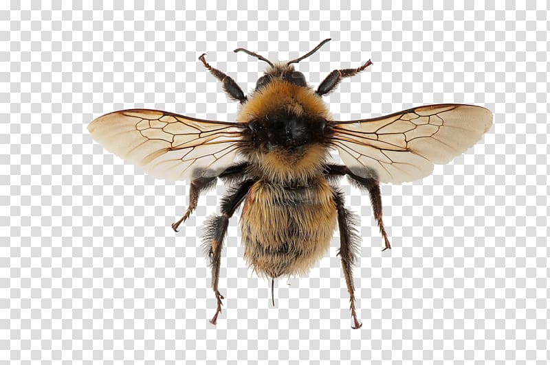 Honey bee Spider Bombus distinguendus Tarantula Brachypelma hamorii, spider transparent background PNG clipart