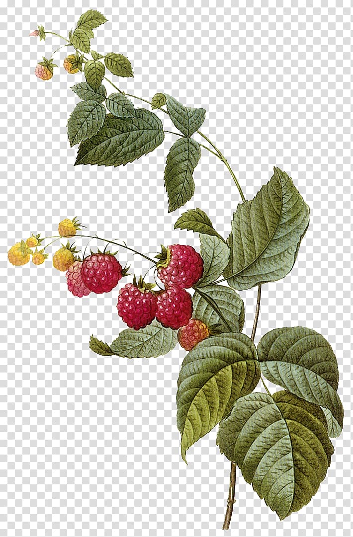 yellow and red berries illustration, Red raspberry Frutti di bosco Fruit Illustration, Raspberry fruit transparent background PNG clipart