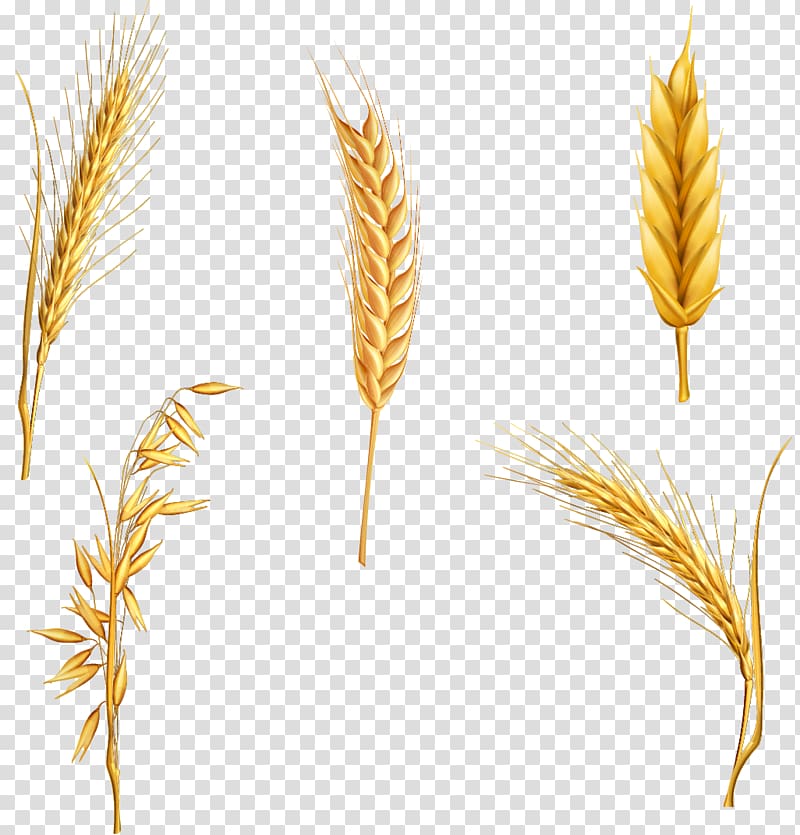 Wheat Ear Cereal , Each style wheat transparent background PNG clipart