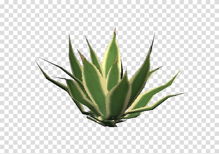 Aloe vera Succulent plant Centuryplant Aloe arborescens Aloe striata, succulent transparent background PNG clipart