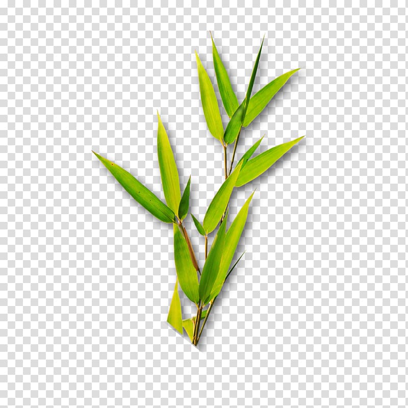 green leafed plant, Bamboo Leaf Bamboe, Green bamboo leaves transparent background PNG clipart