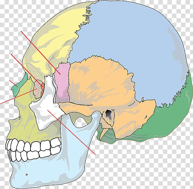 Headache Migraine Symptom Acupressure, skull transparent background PNG clipart