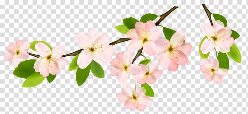 Branch Flower , spring transparent background PNG clipart