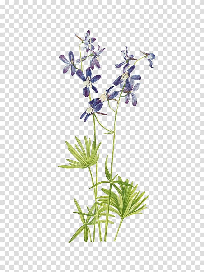 purple petal flower, Wild flowers of America Printing Botany Illustration, Green floral material transparent background PNG clipart