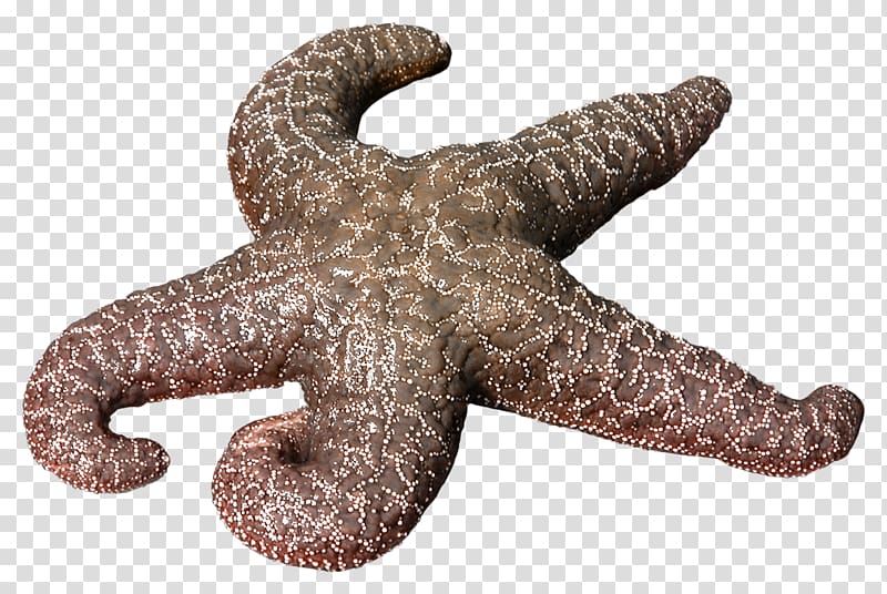 Starfish, Brown starfish transparent background PNG clipart