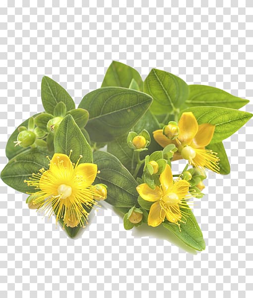 Perforate St John\'s-wort Herbal distillate , green garden transparent background PNG clipart