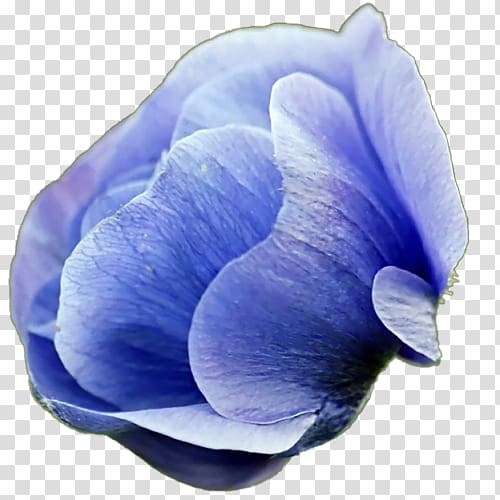 Desktop Flower Common daisy Blue, Gaga transparent background PNG clipart