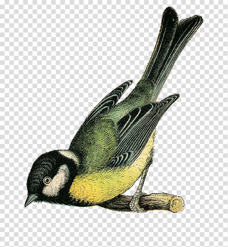 Bird Illustration, Hand drawn sparrow transparent background PNG clipart