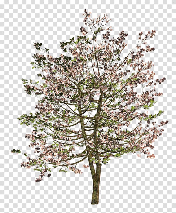 Twig Tree Shrub Flower, tree transparent background PNG clipart