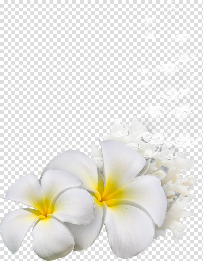 Cut flowers Petal Still life Pin, exotic transparent background PNG clipart