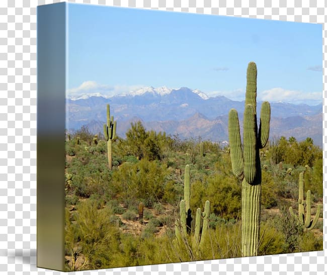 Biome Shrubland Vegetation Landscape Citroën Cactus M, cactus canvas transparent background PNG clipart
