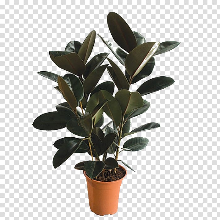 Houseplant Fig trees Flowerpot Hewlett-Packard Ornamental plant, hewlett-packard transparent background PNG clipart