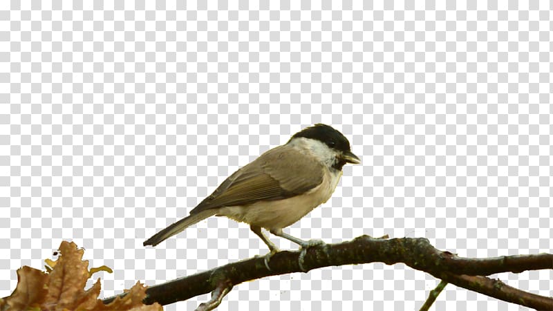 Bird House Sparrow Basabizitza Fauna Burgos, Bird transparent background PNG clipart