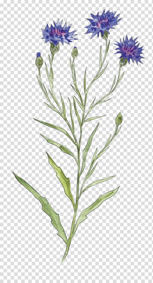 Corncockle Cornflower Seed Flower of the Fields, flower transparent background PNG clipart