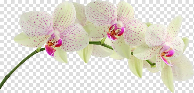 Orchids Desktop Display resolution Singapore orchid 1080p, others transparent background PNG clipart