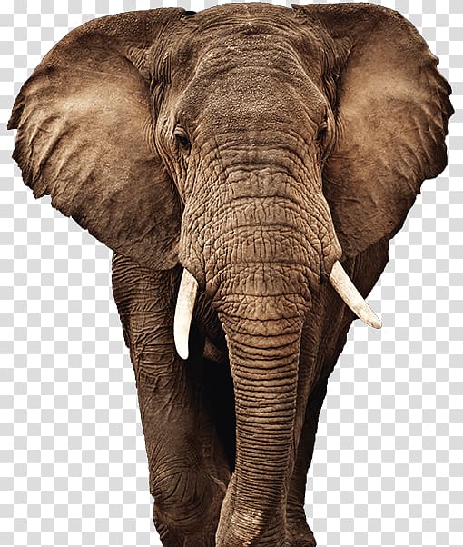 African elephant Elephants Are Awesome! Indian elephant Font Awesome BootstrapCDN, Asian Elephant transparent background PNG clipart