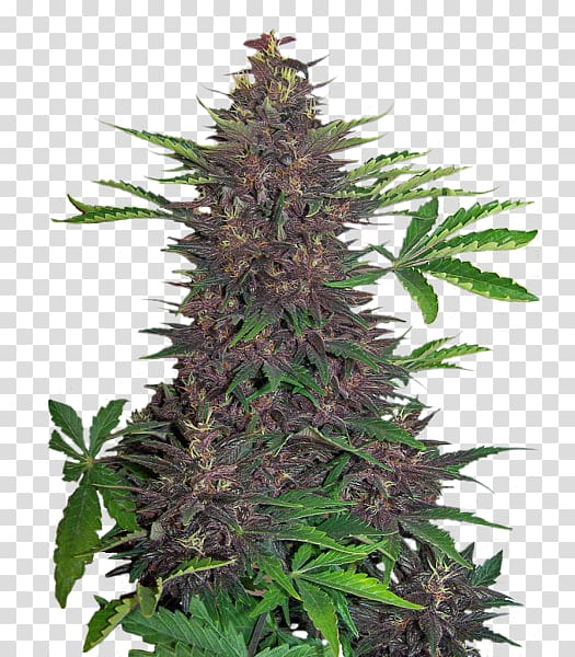 Kush Autoflowering cannabis Seed Tetrahydrocannabinol, purple bud transparent background PNG clipart