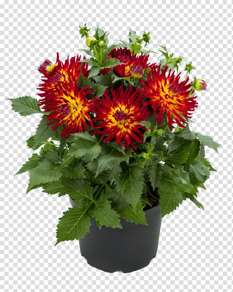 Chrysanthemum Dahlia pinnata Tuber Flower Plant, red chrysanthemum transparent background PNG clipart