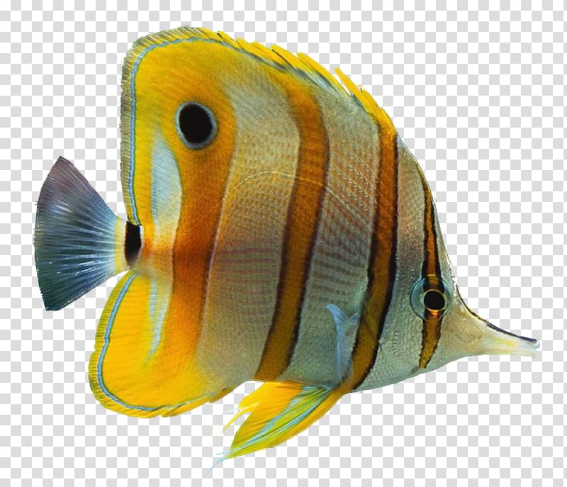 yellow moorish idol, Ornamental fish Aquarium , fish transparent background PNG clipart