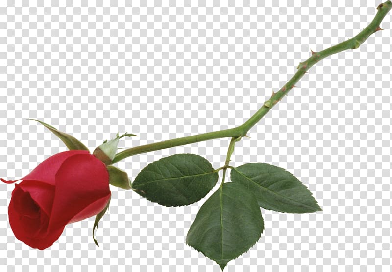 Desktop Rose Red High-definition television Flower, lilac transparent background PNG clipart