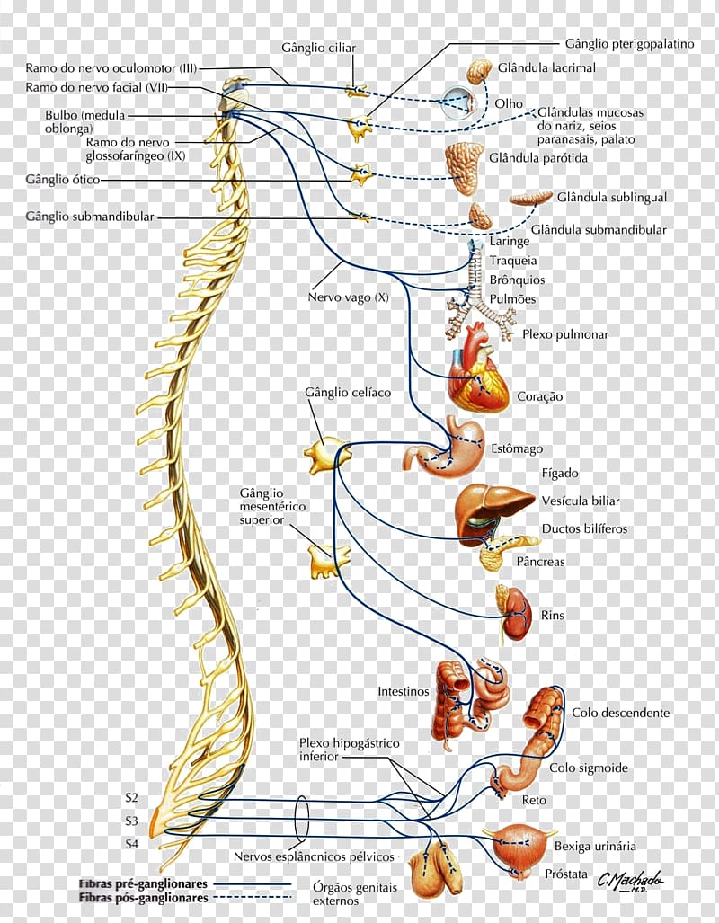 Atlas der Anatomie des Menschen Organ Parasympathetic nervous system Anatomy, Brain transparent background PNG clipart