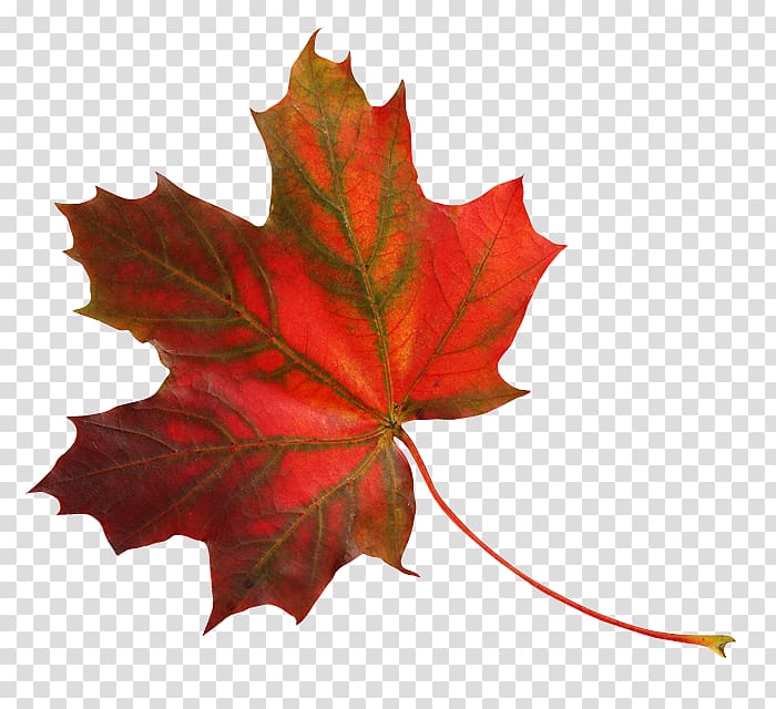 Maple leaf Raster graphics editor , greenwood transparent background PNG clipart