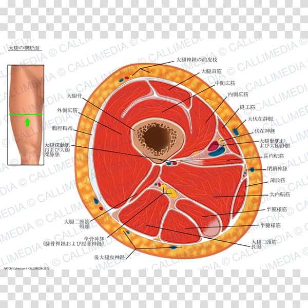 Transverse plane Thigh Cross section Human anatomy, Plane transparent background PNG clipart