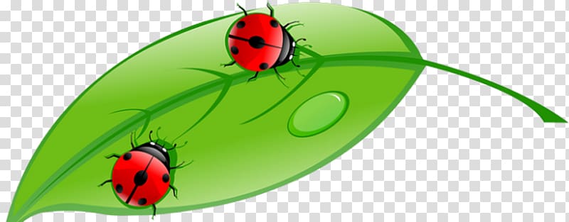 illustration Illustration, ladybug transparent background PNG clipart