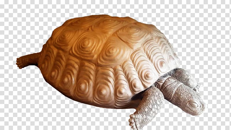Box turtle Reptile Tortoise Sea turtle, tortoide transparent background PNG clipart