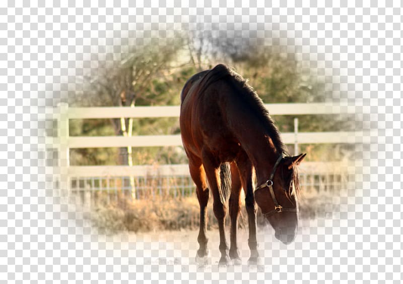 Stallion Rein Equestrian Foal Mustang, mustang transparent background PNG clipart
