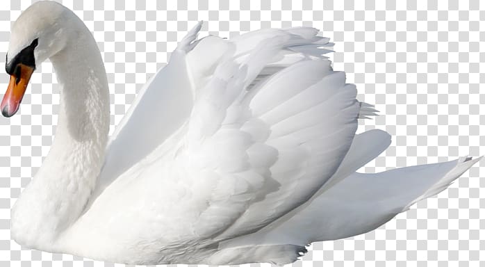 Cygnini , cisne transparent background PNG clipart