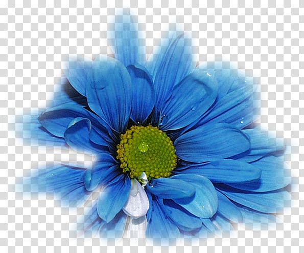 Flower TinyPic Blue rose Desktop , flower transparent background PNG clipart